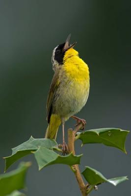 19c52] ^D.o.w.n.l.o.a.d^ Common Yellowthroat Journal: 150 Page Lined Notebook/Diary -  !ePub#