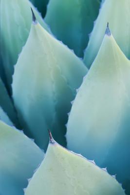 08903] #D.o.w.n.l.o.a.d@ Agave Leaves Journal: 150 Page Lined Notebook/Diary -  #PDF#
