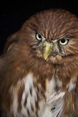 [27903] ~R.e.a.d* ~O.n.l.i.n.e! Austral Pygmy Owl Journal: 150 Page Lined Notebook/Diary -  ~e.P.u.b@