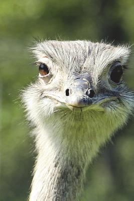 [78fef] #Read~ Greater Rhea Bird Portrait Journal: 150 Page Lined Notebook/Diary -  @e.P.u.b~