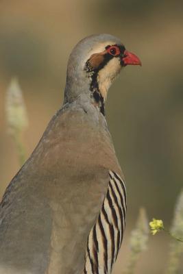 [f8bb0] !Read* Chukar Bird Journal: 150 Page Lined Notebook/Diary -  *PDF~